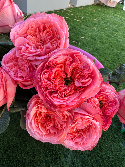 Rose Mandarin X-pression own root 6 inch