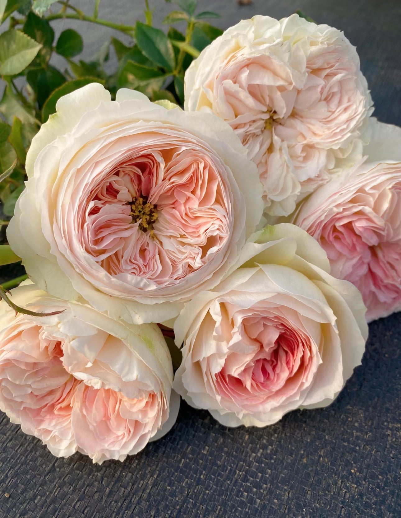 Rose Lorena Summerhouse  6 inch to1 Gallon size