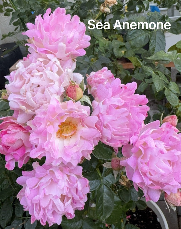 Japanese rare Sea Anemone 海葵 shrub rose (1 Gal live plant)