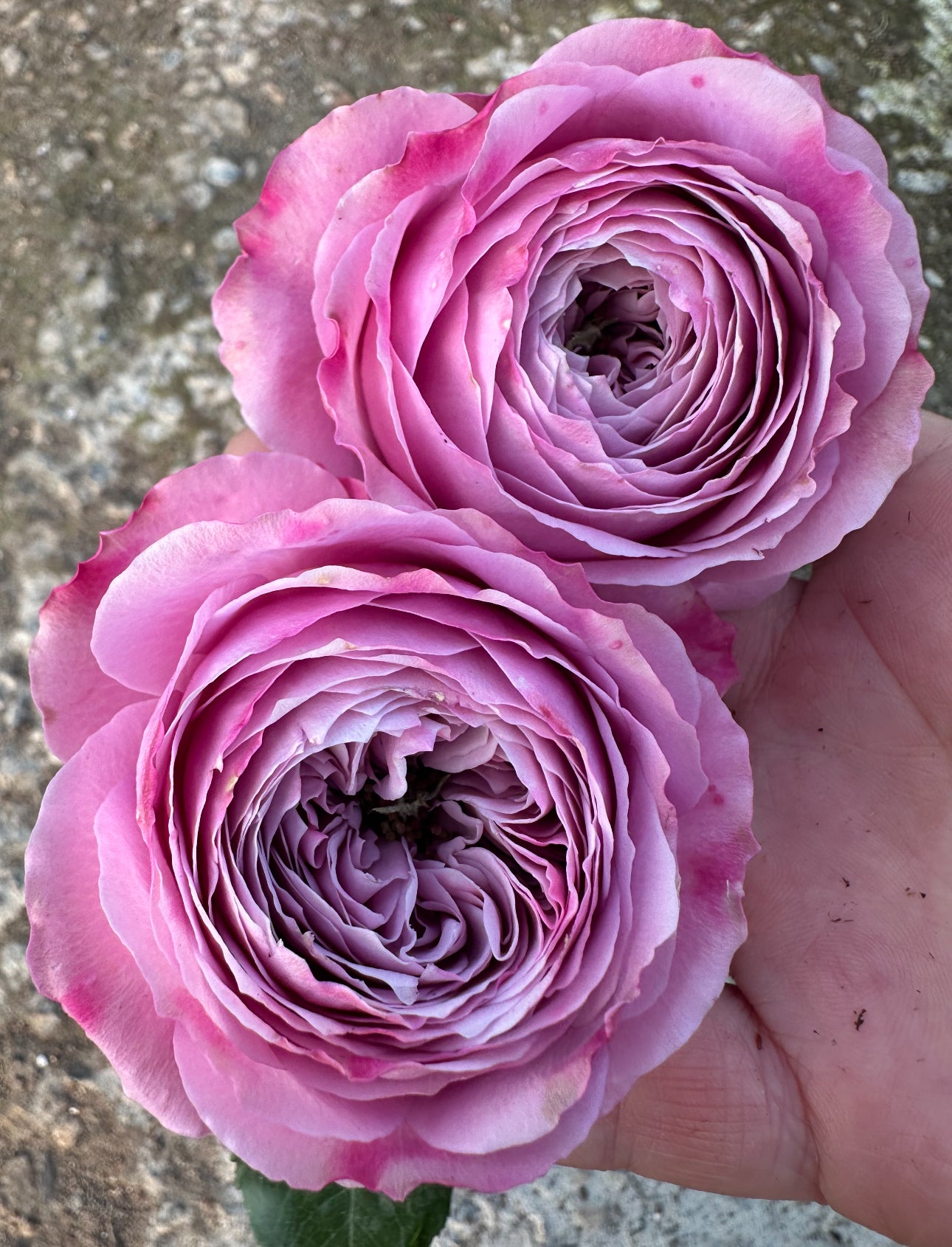 Peony Kiss 6inch size