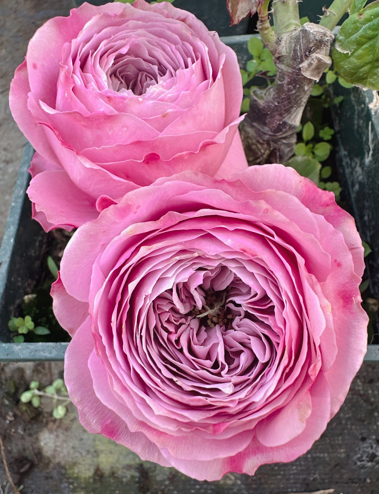 Peony Kiss 6inch size