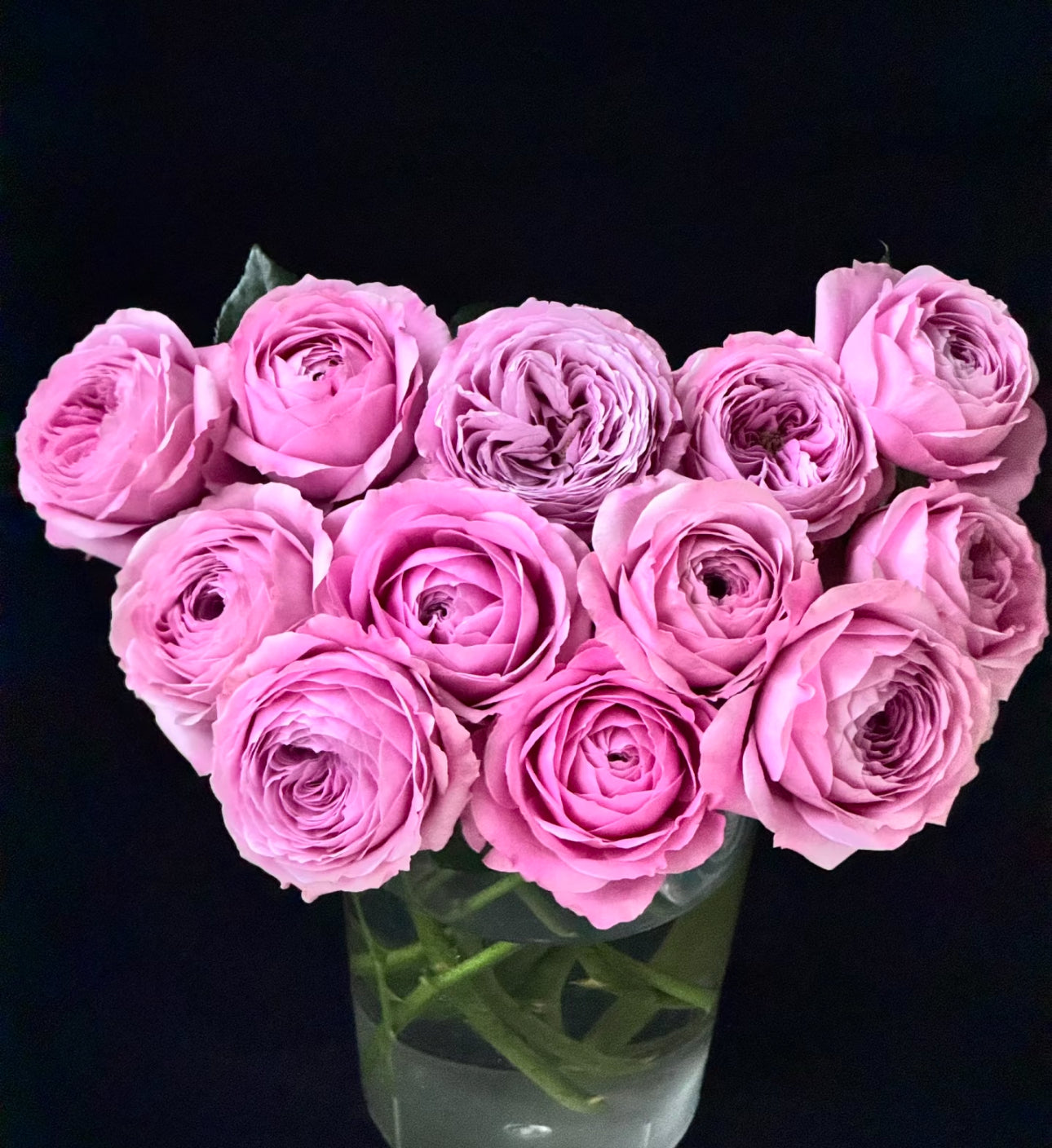 Peony Kiss 6inch size