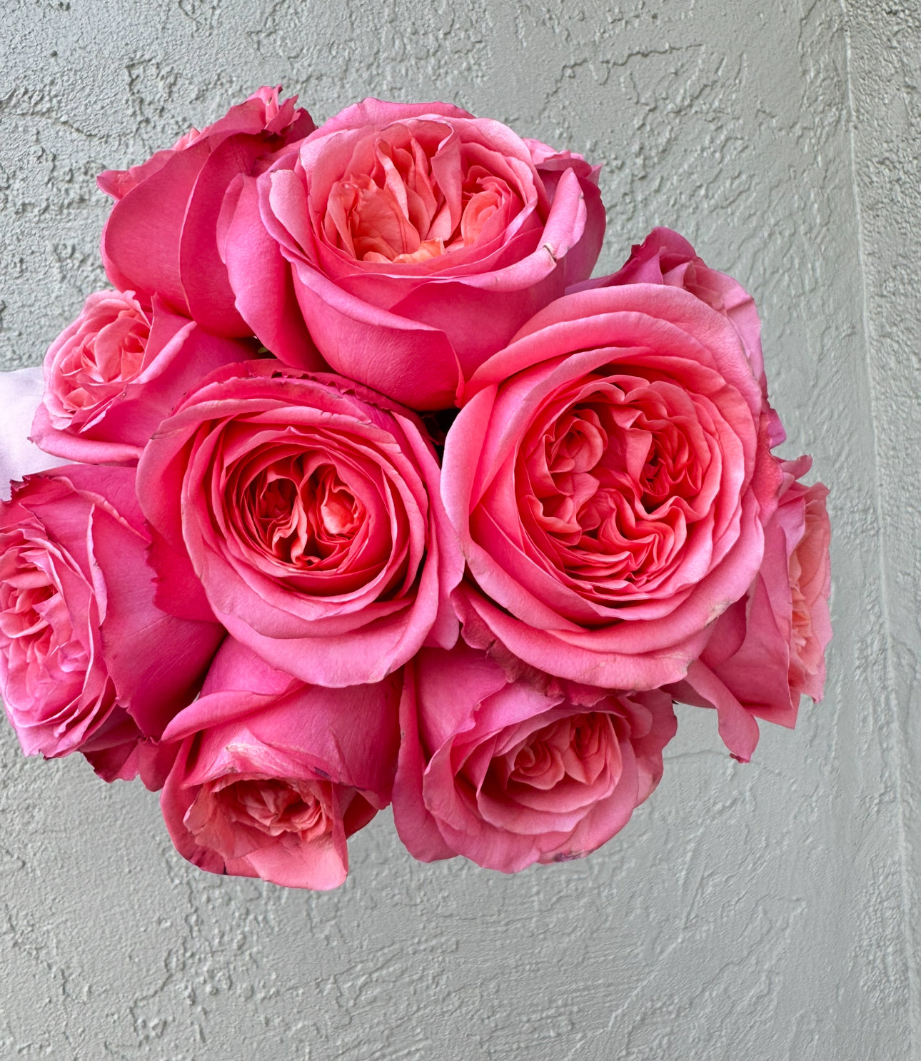 Rose Pink X-Pression 6inch size own roots