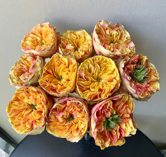 Pre-Order Coffea Arabica 阿拉伯咖啡 Own roots  6inch size