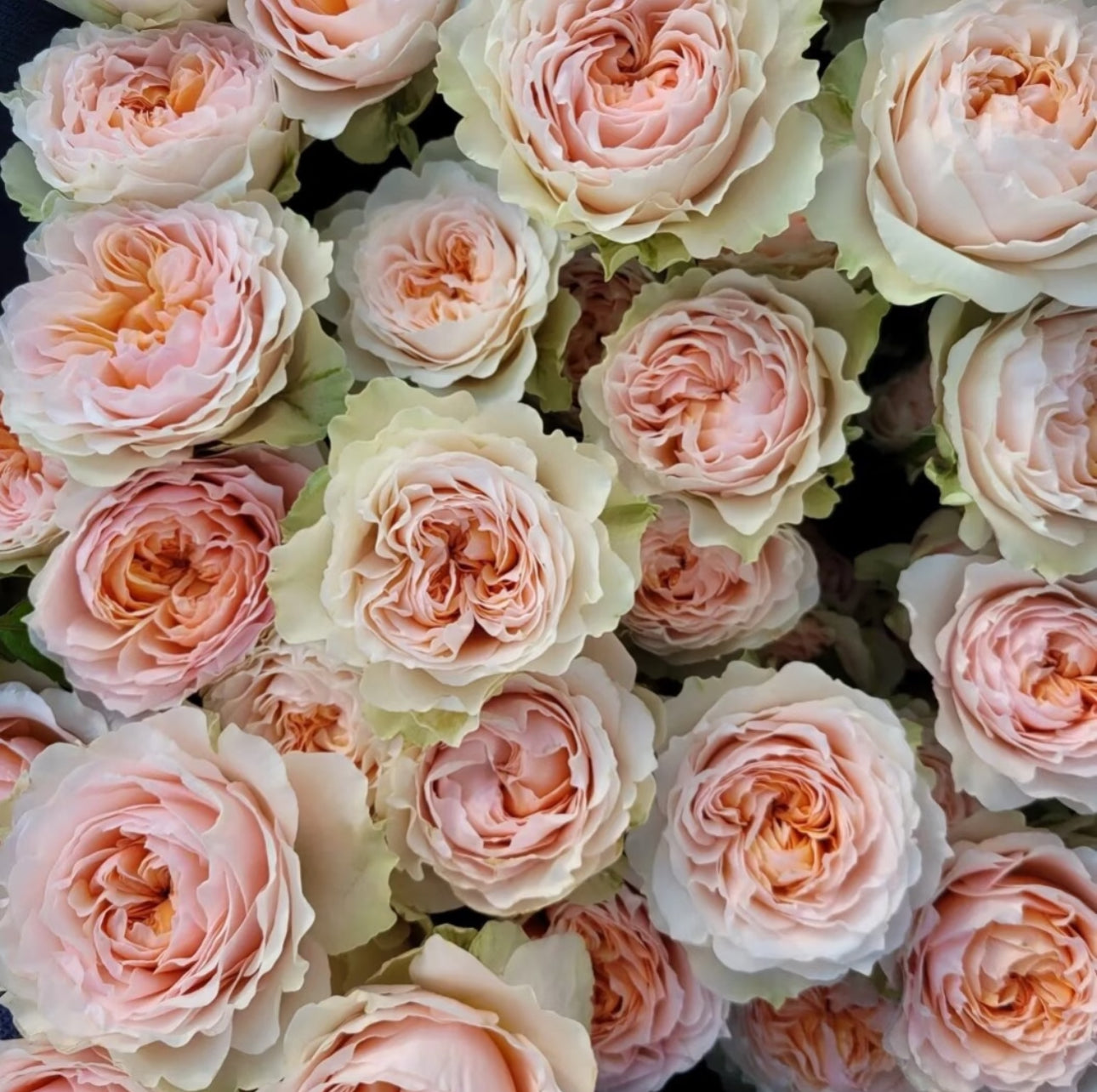 Victoria Bride 6 inch size own root