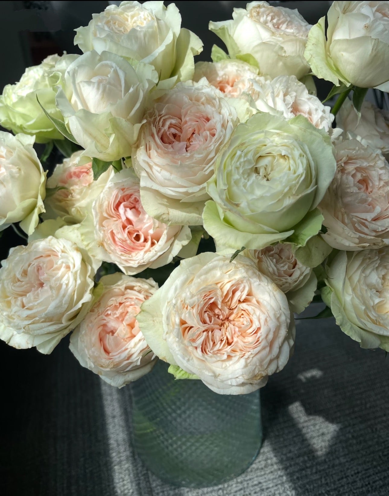 Victoria Bride 6 inch size own root
