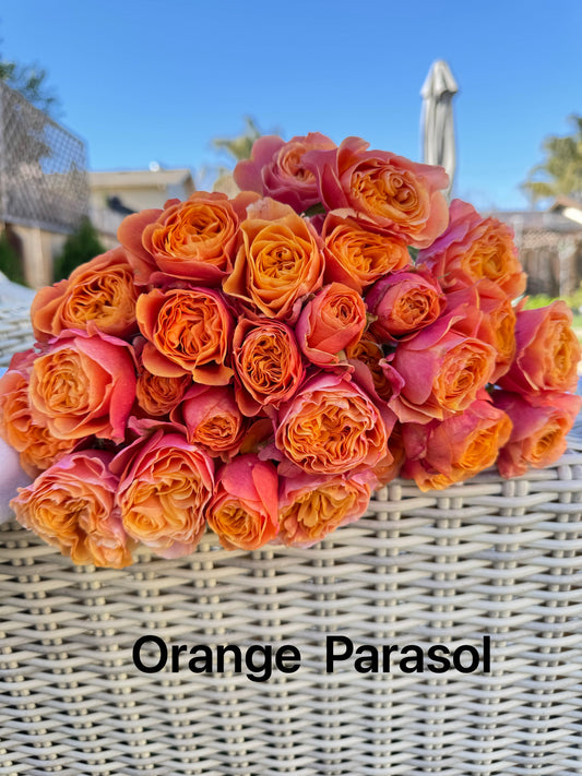 Orange Parasol 4inch pot own root