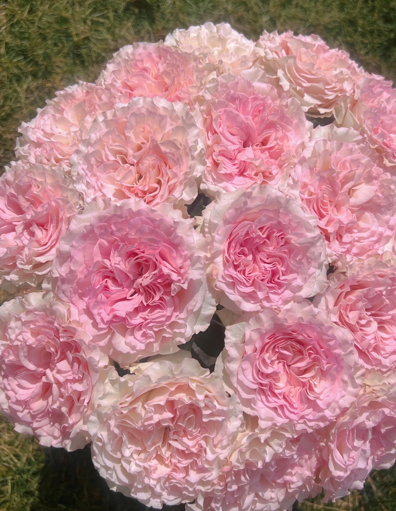 Pre-Order Rose Mandala 6inch  gallon own root