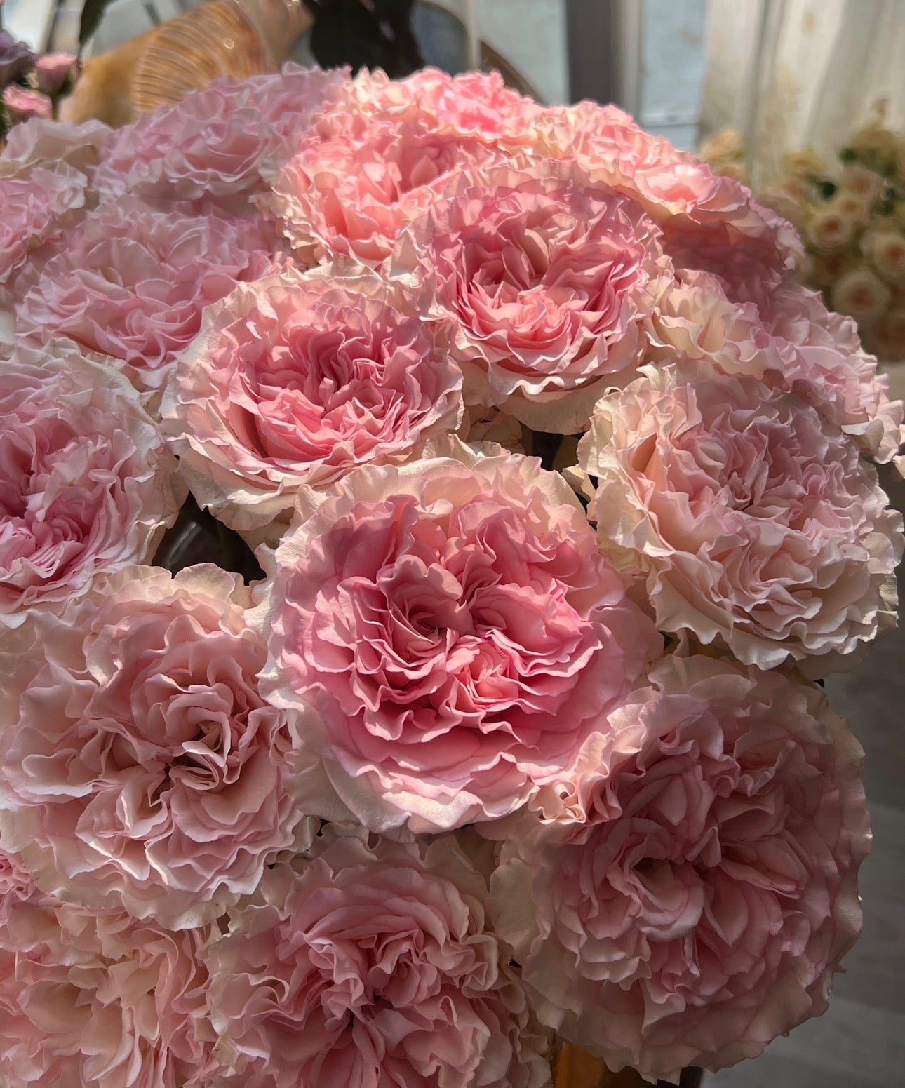 Pre-Order Rose Mandala 6inch  gallon own root