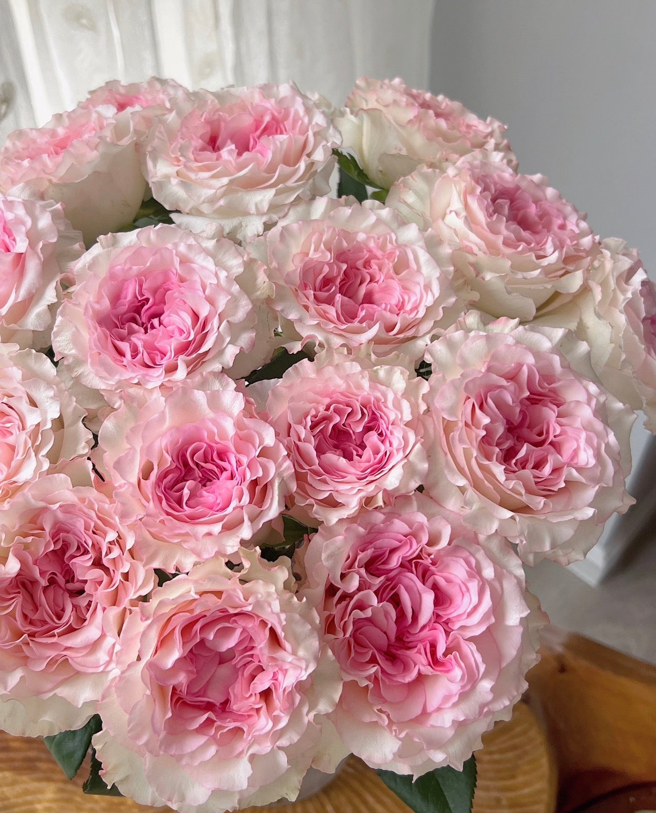 Pre-Order Rose Mandala 6inch  gallon own root