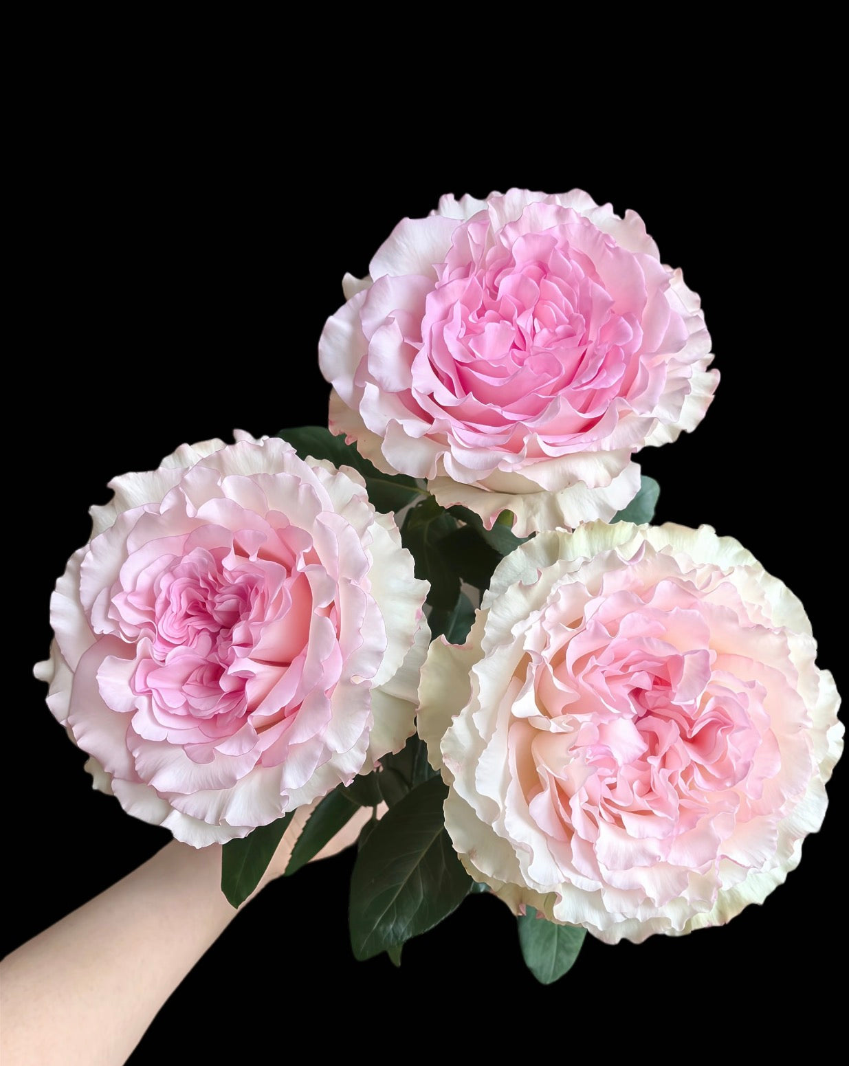 Pre-Order Rose Mandala 6inch  gallon own root