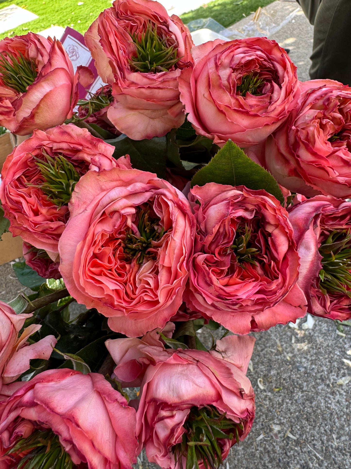 Rose Mandarin X-pression own root 6 inch