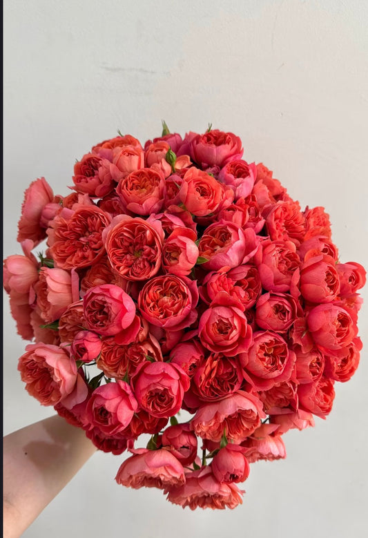 Blood Orange Juice Terrazza 1 gallon size own roots