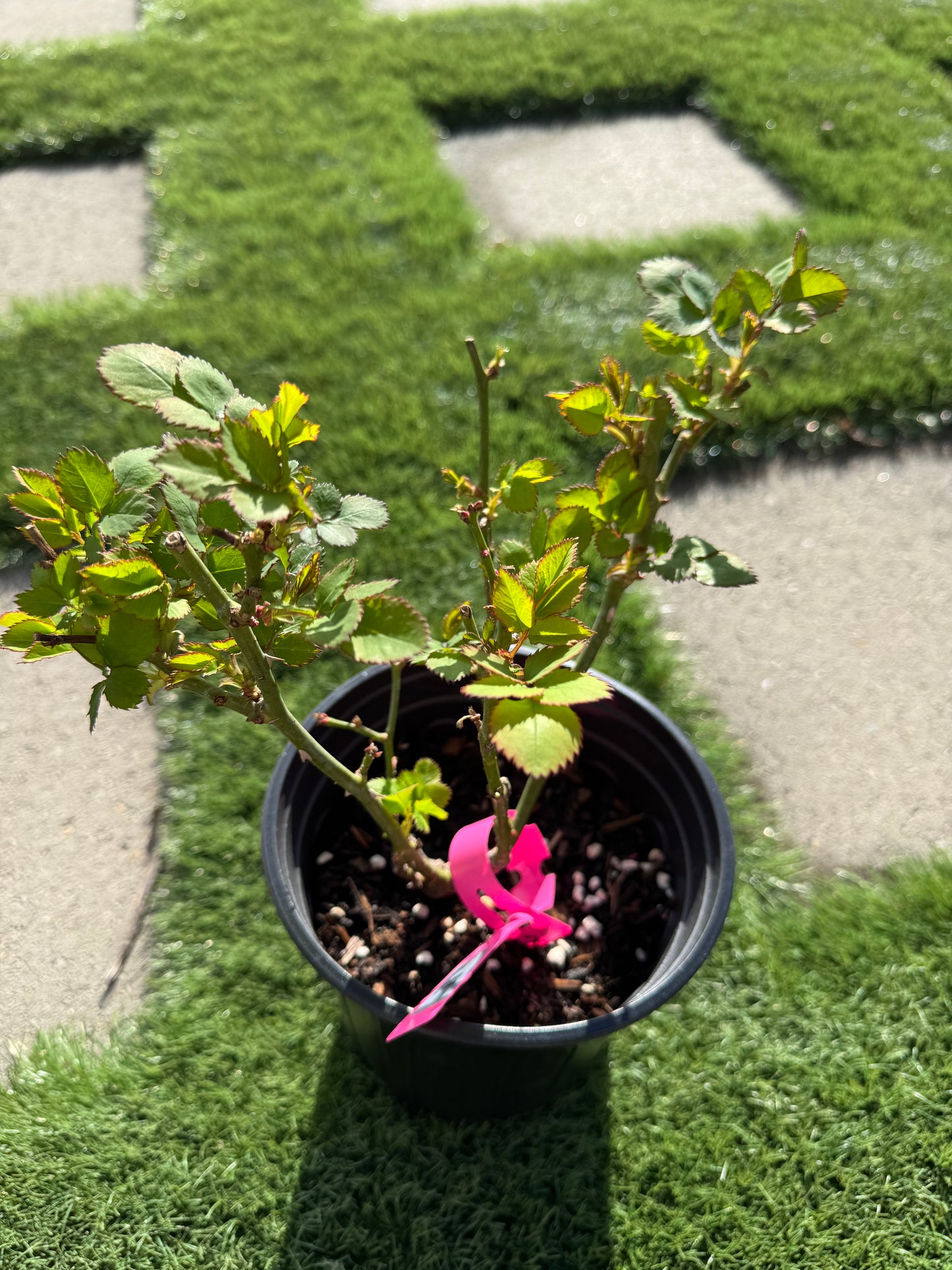 Rose  Menta 曼塔 1 Gallon size