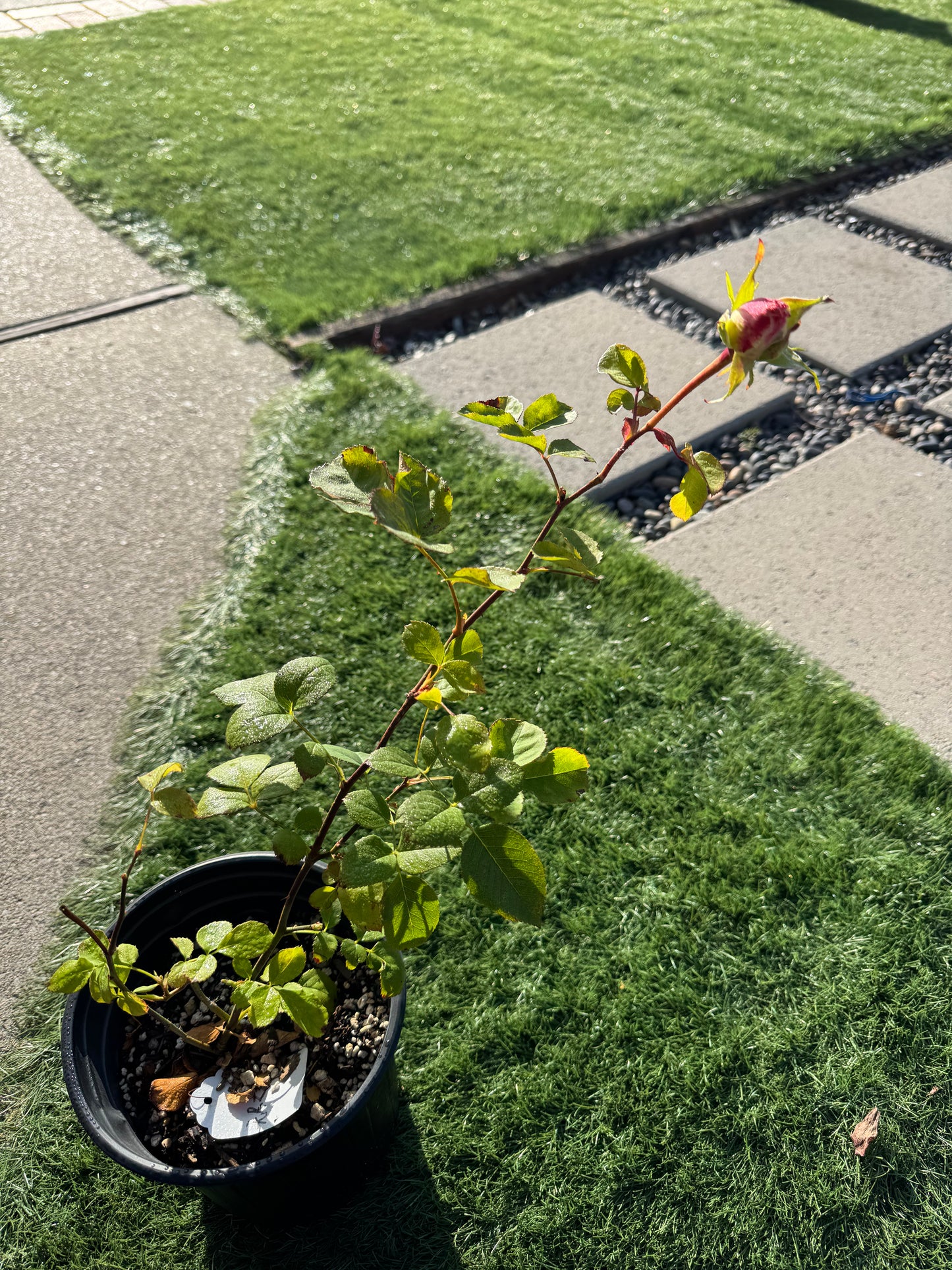 Rose Endless Summer 1 Gallon own roots