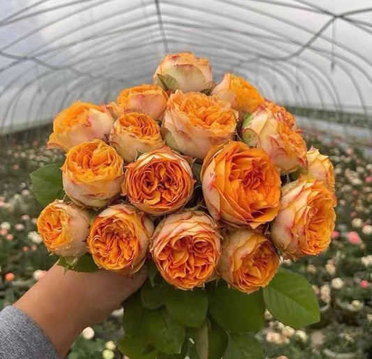 Rose Endless Summer 1 Gallon own roots