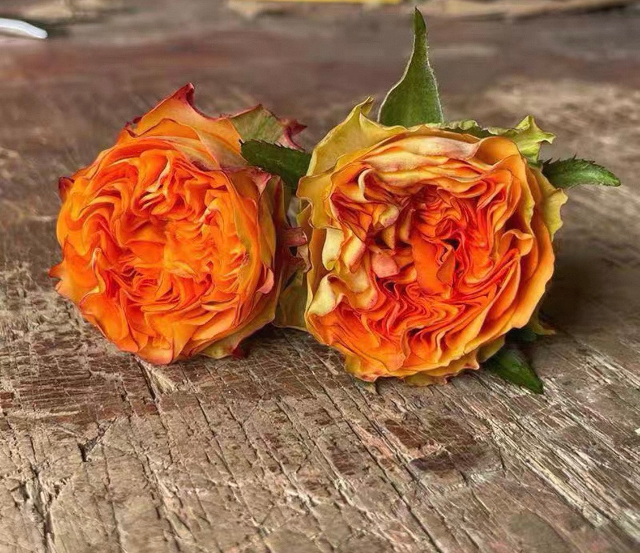 Rose Endless Summer 1 Gallon own roots