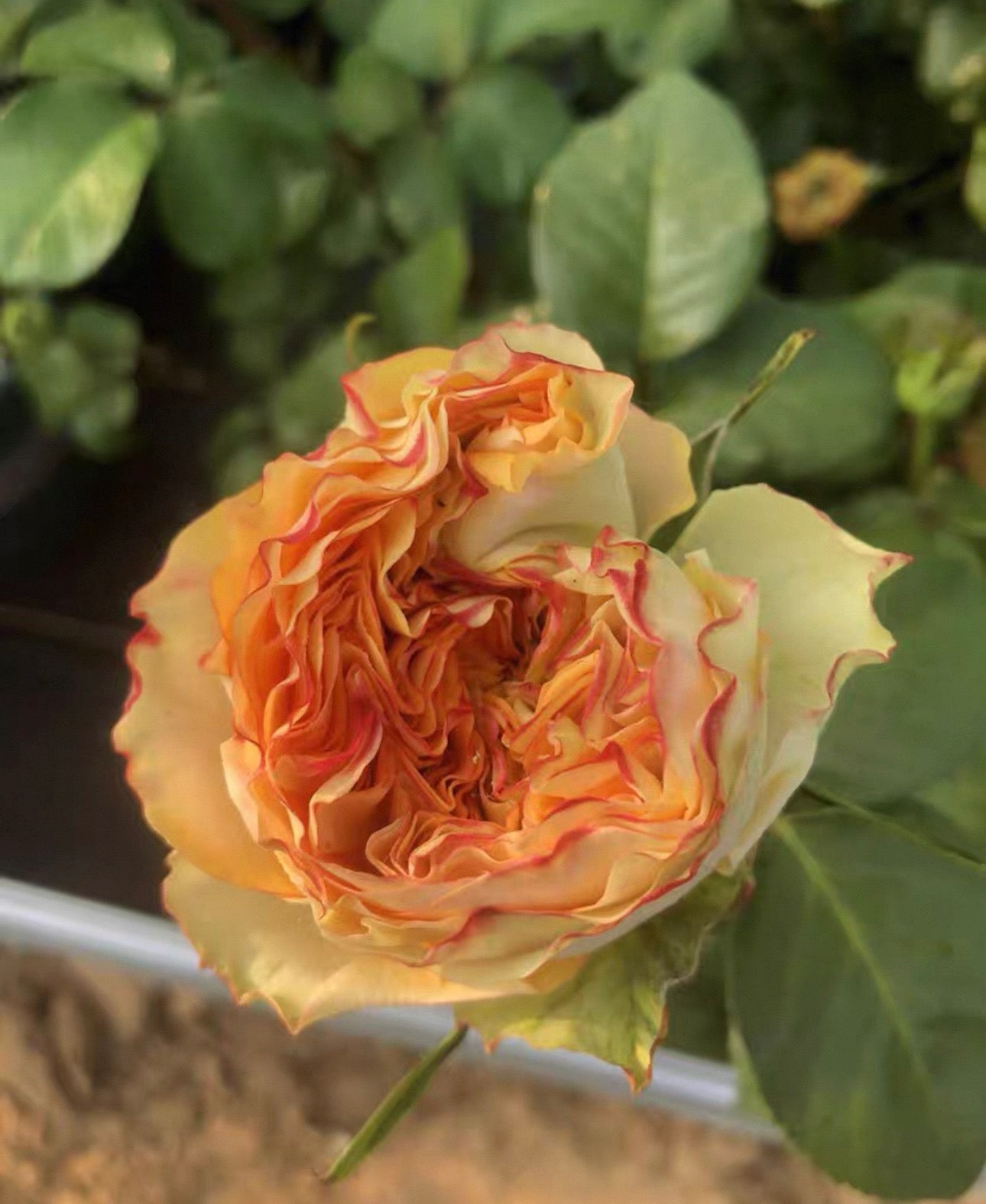 Rose Endless Summer 1 Gallon own roots