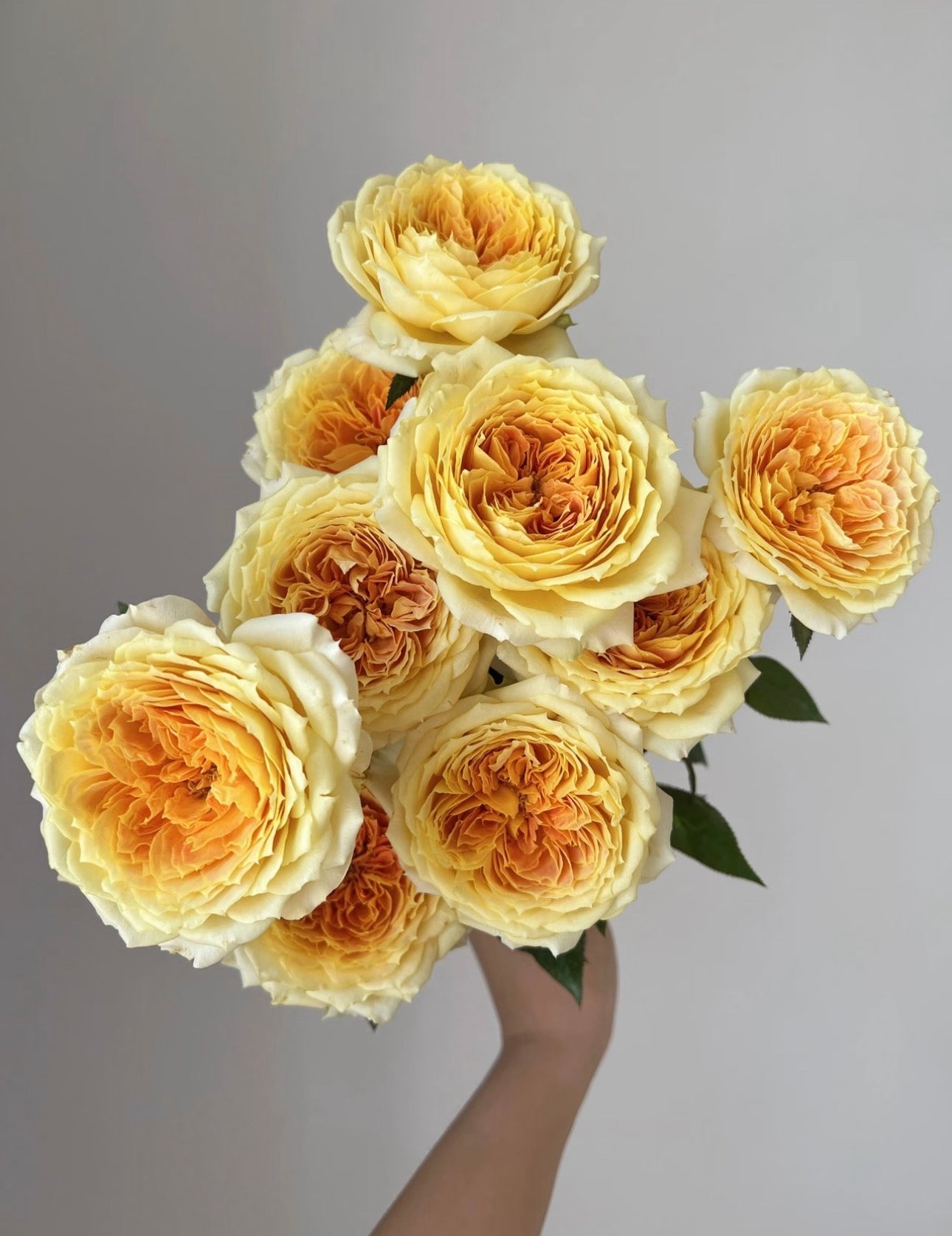 Rose Caramel Antike 1 Gallon pot