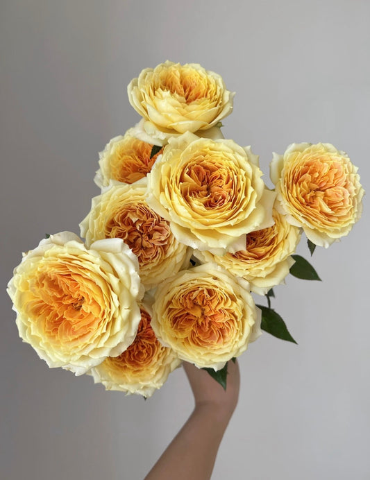 Rose Caramel Antike 1 Gallon pot