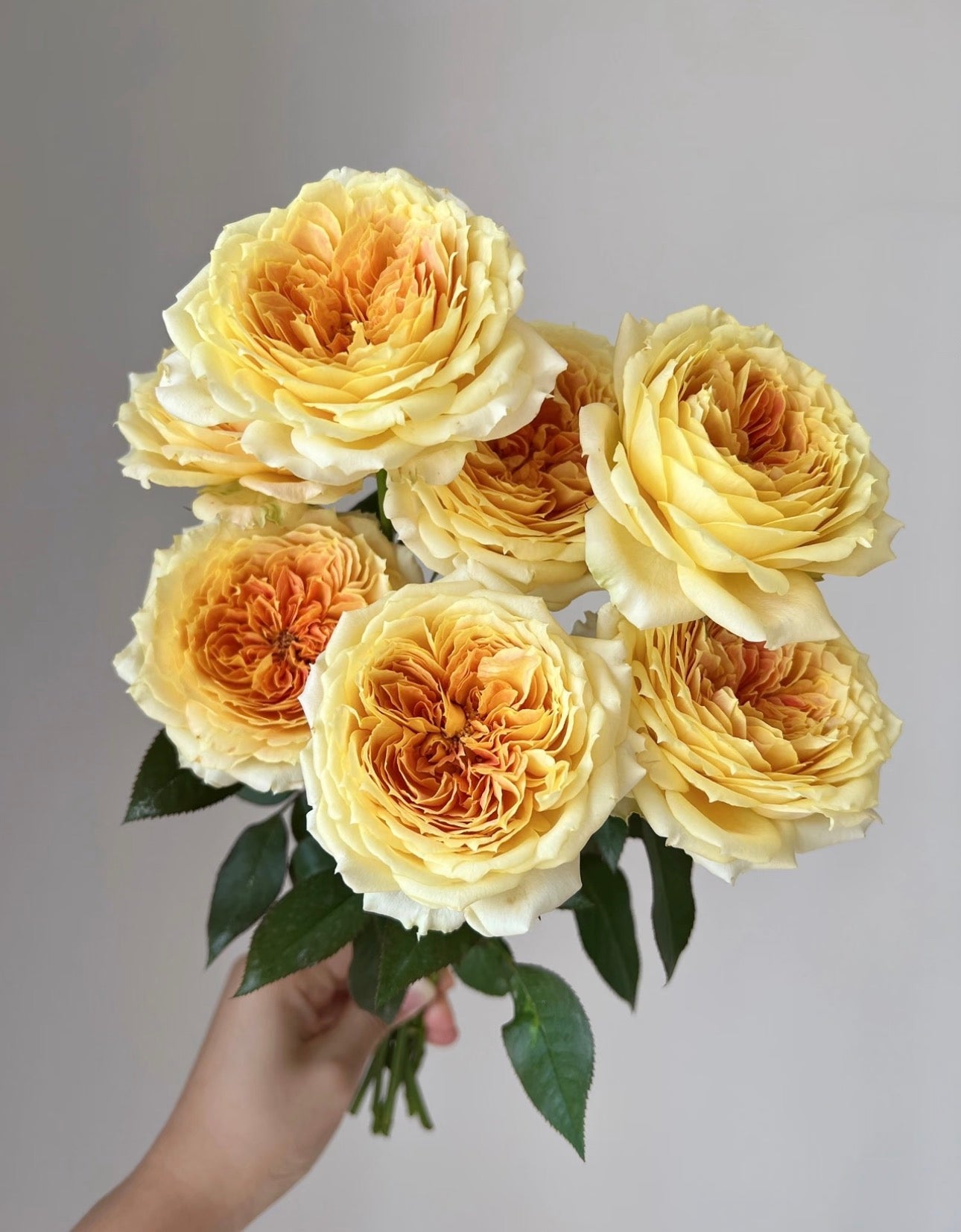 Rose Caramel Antike 1 Gallon pot