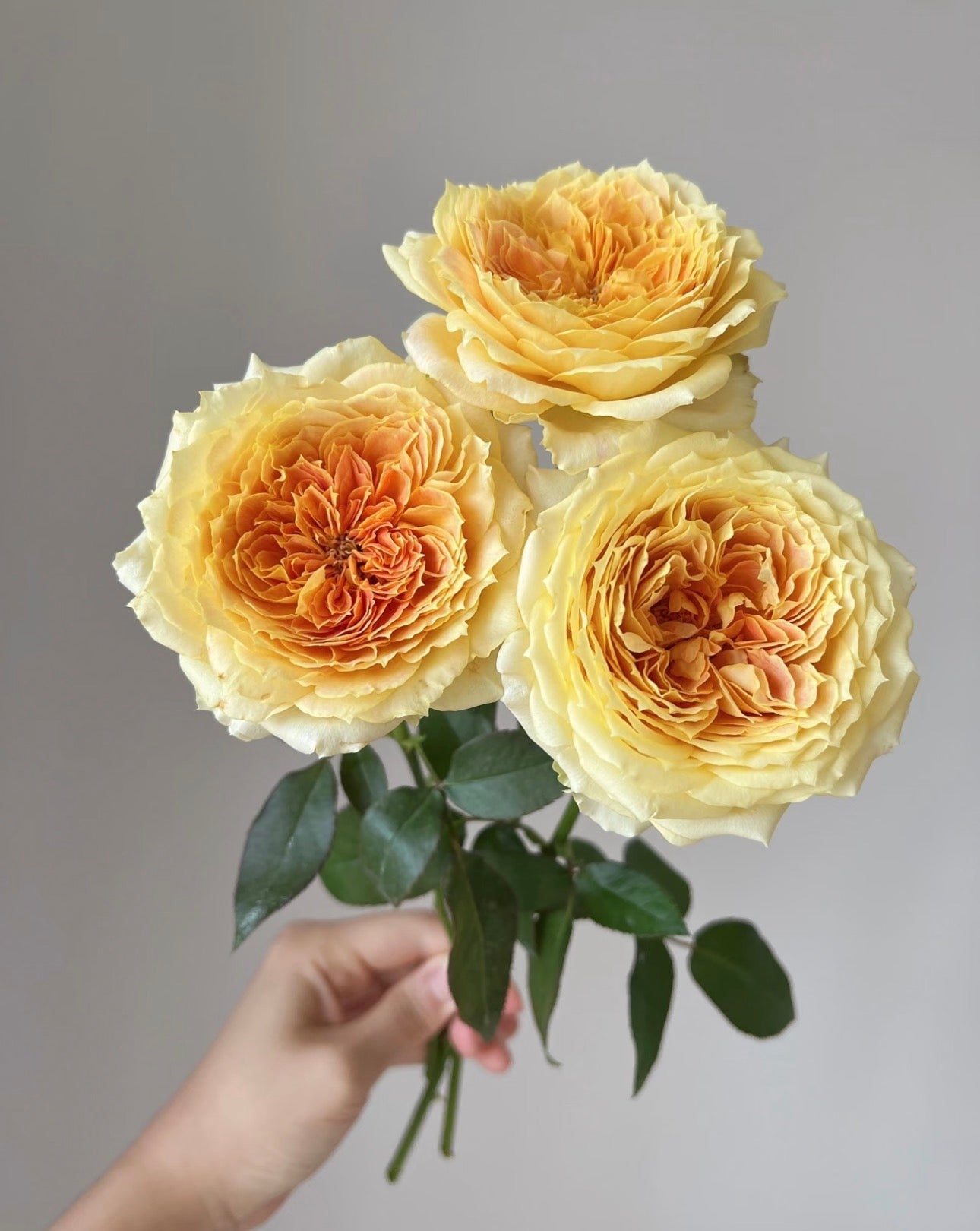 Rose Caramel Antike 1 Gallon pot