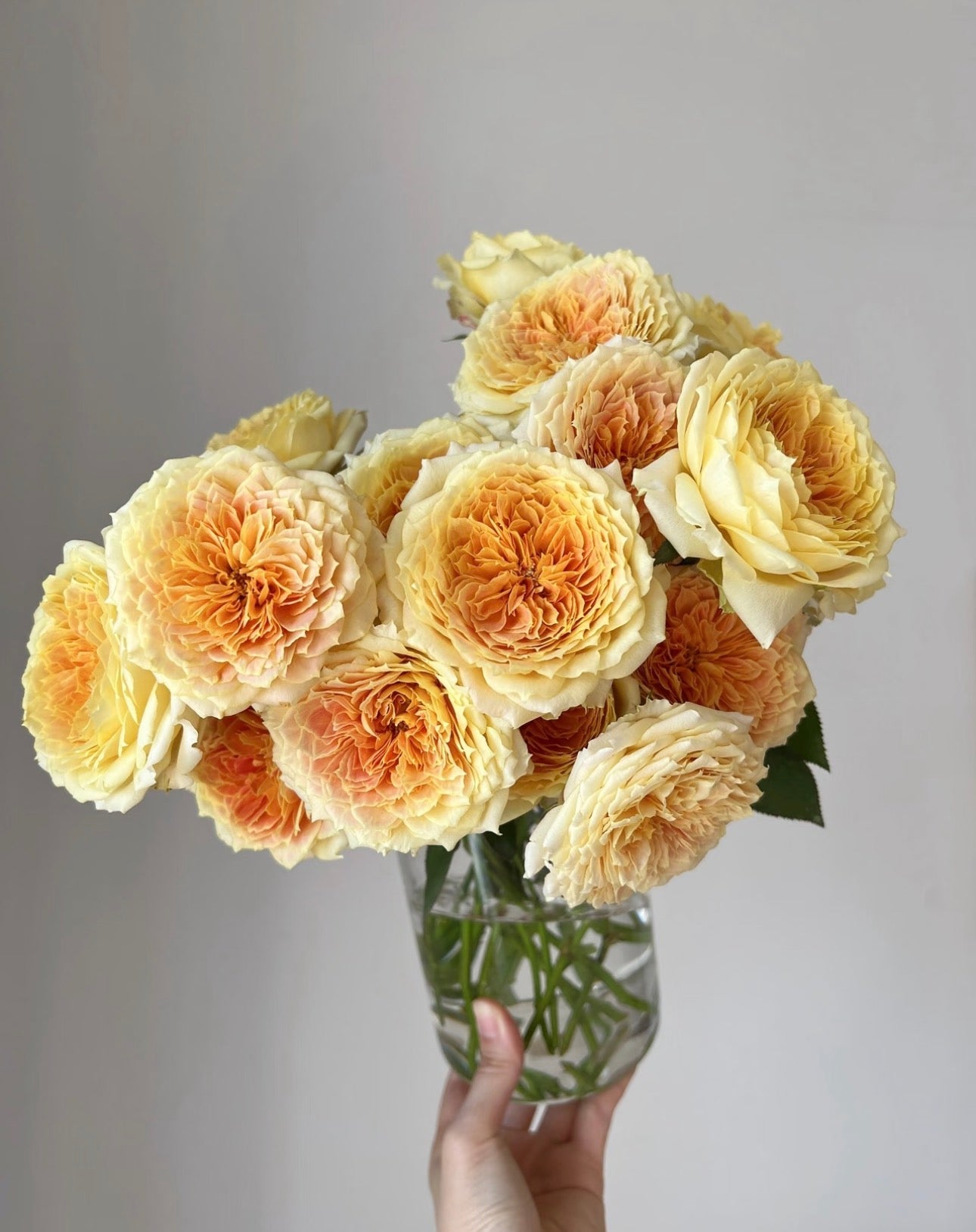 Rose Caramel Antike 1 Gallon pot