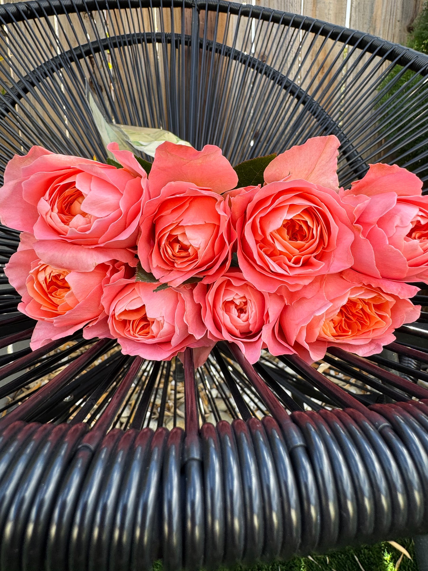 Rose Dragon Fly 4inch size own root