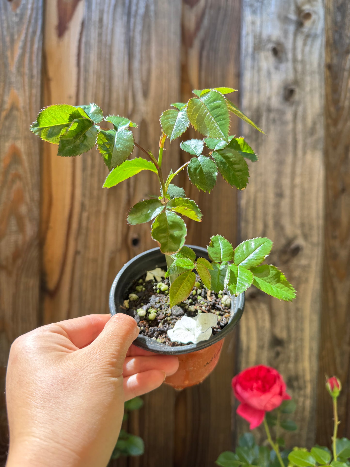 Rose Garden Rose Cotton Xpression 4inch size – Youna Botanic