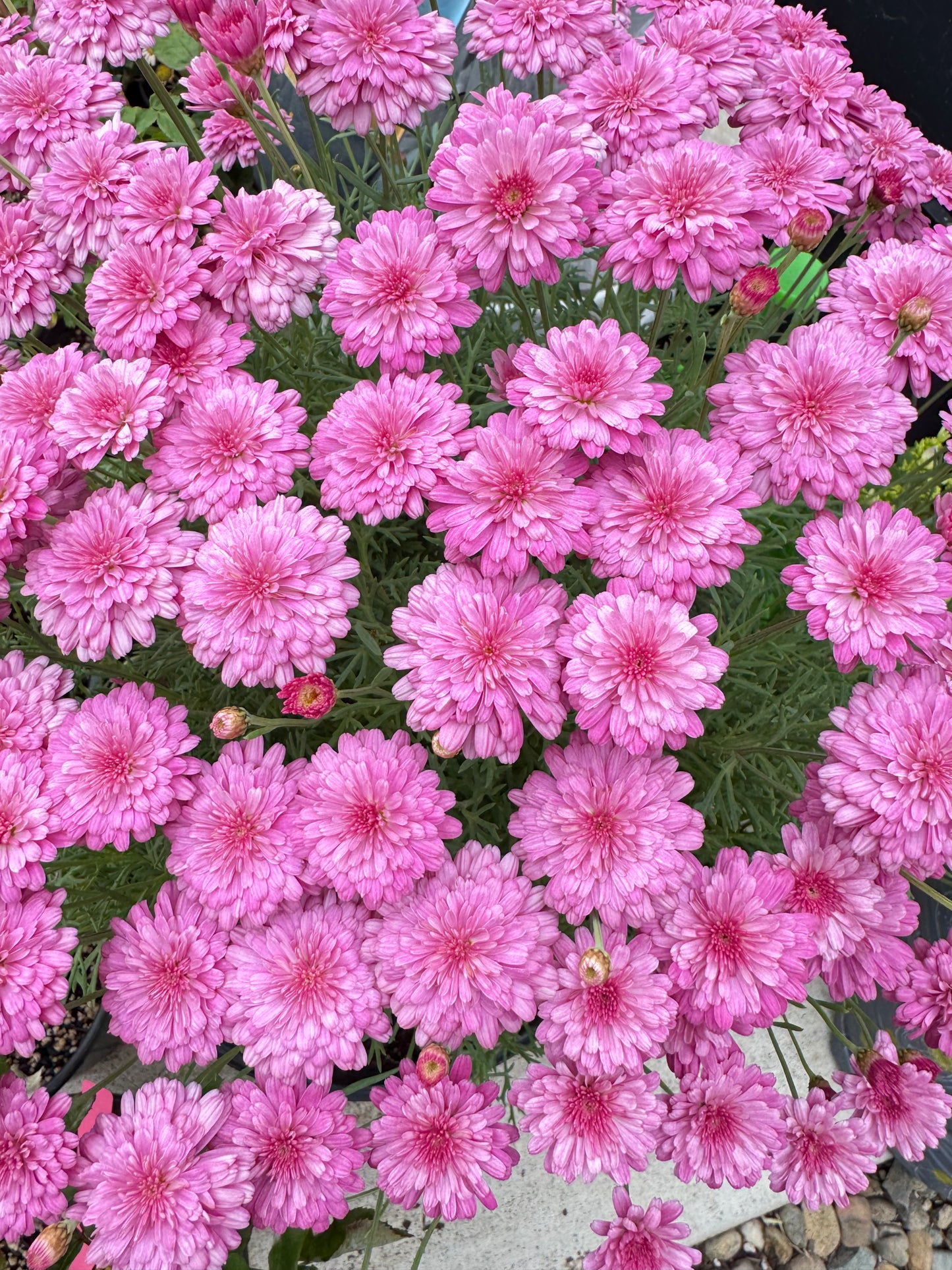 Marguerite double pink 4inch size