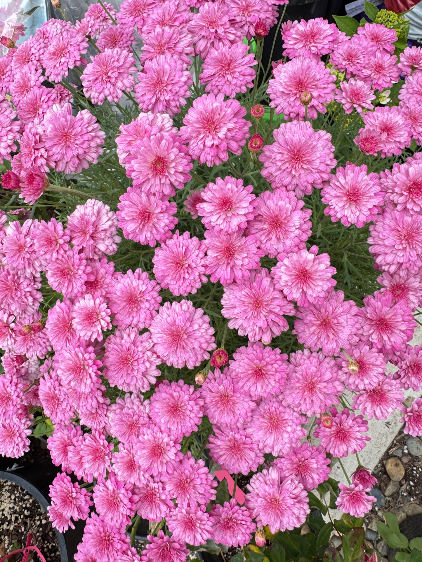 Marguerite double pink 4inch size
