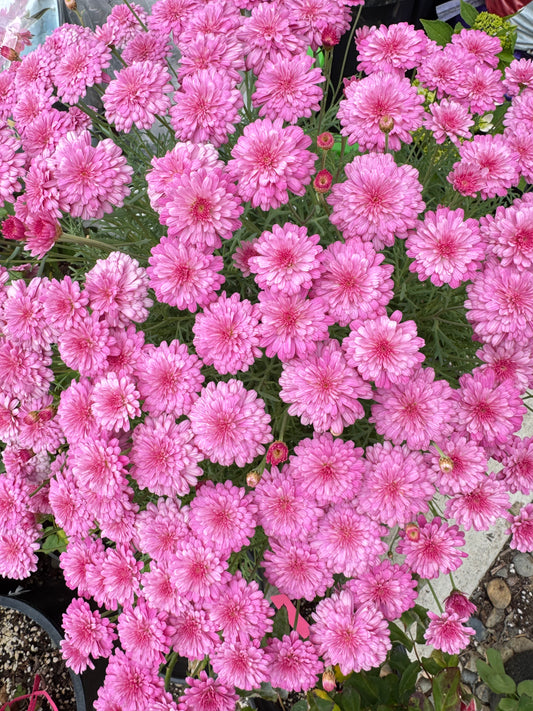 Marguerite double pink 4inch size