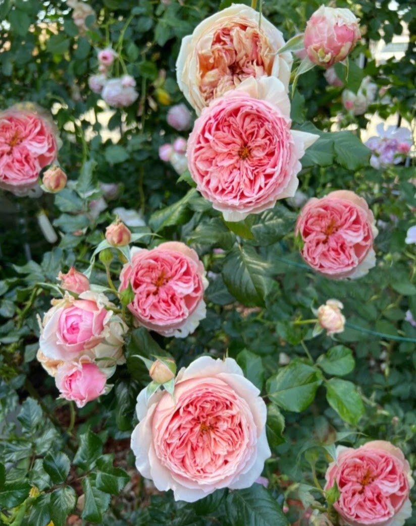 Japanese Rose 'masora' 真宙 1 Gal Live Plant Shrub Rose 