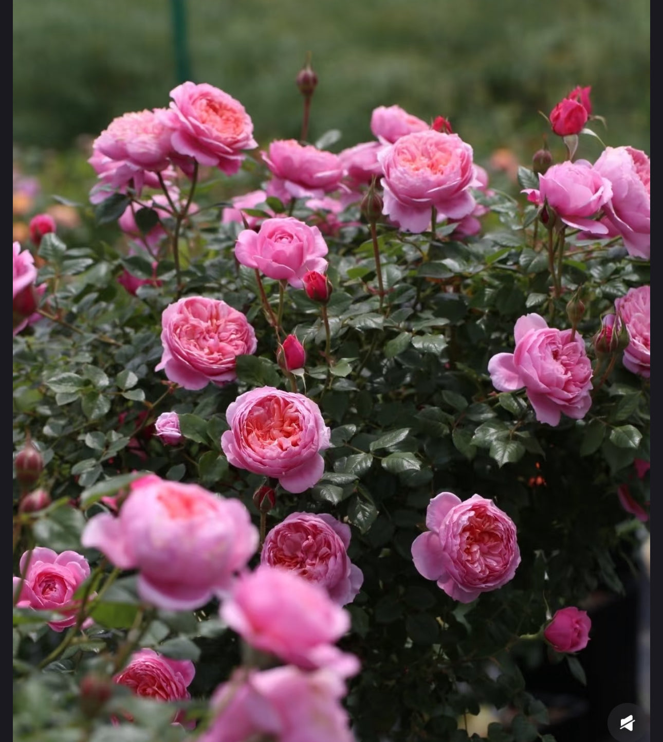 Rose  Fée Clochette  铃之妖精 4 inch own roots