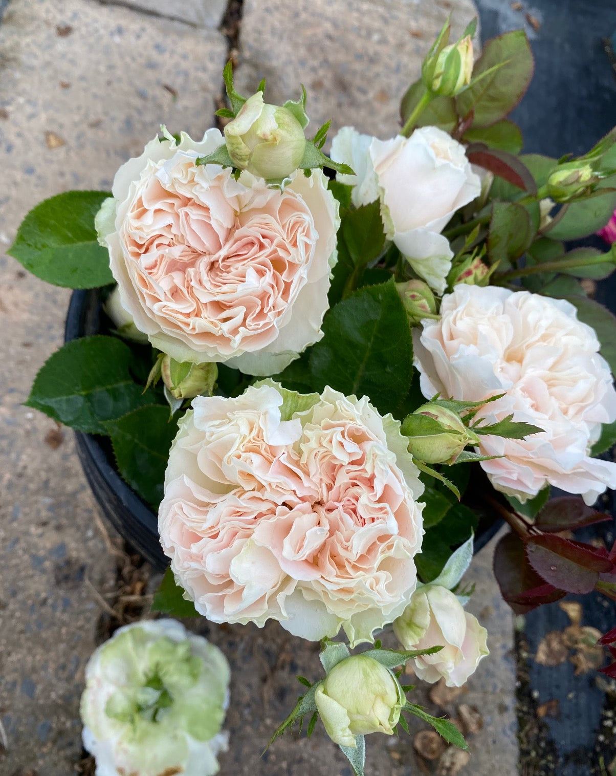Rose Unforgetable 6inch  size