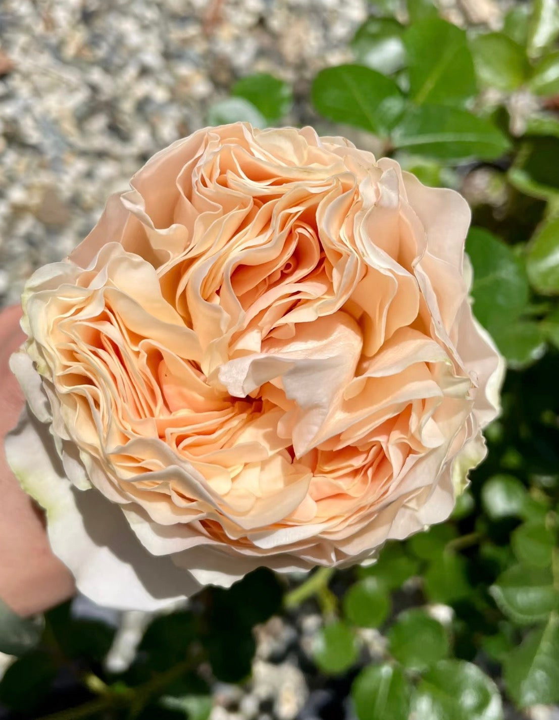 Rose Unforgetable 6inch  size