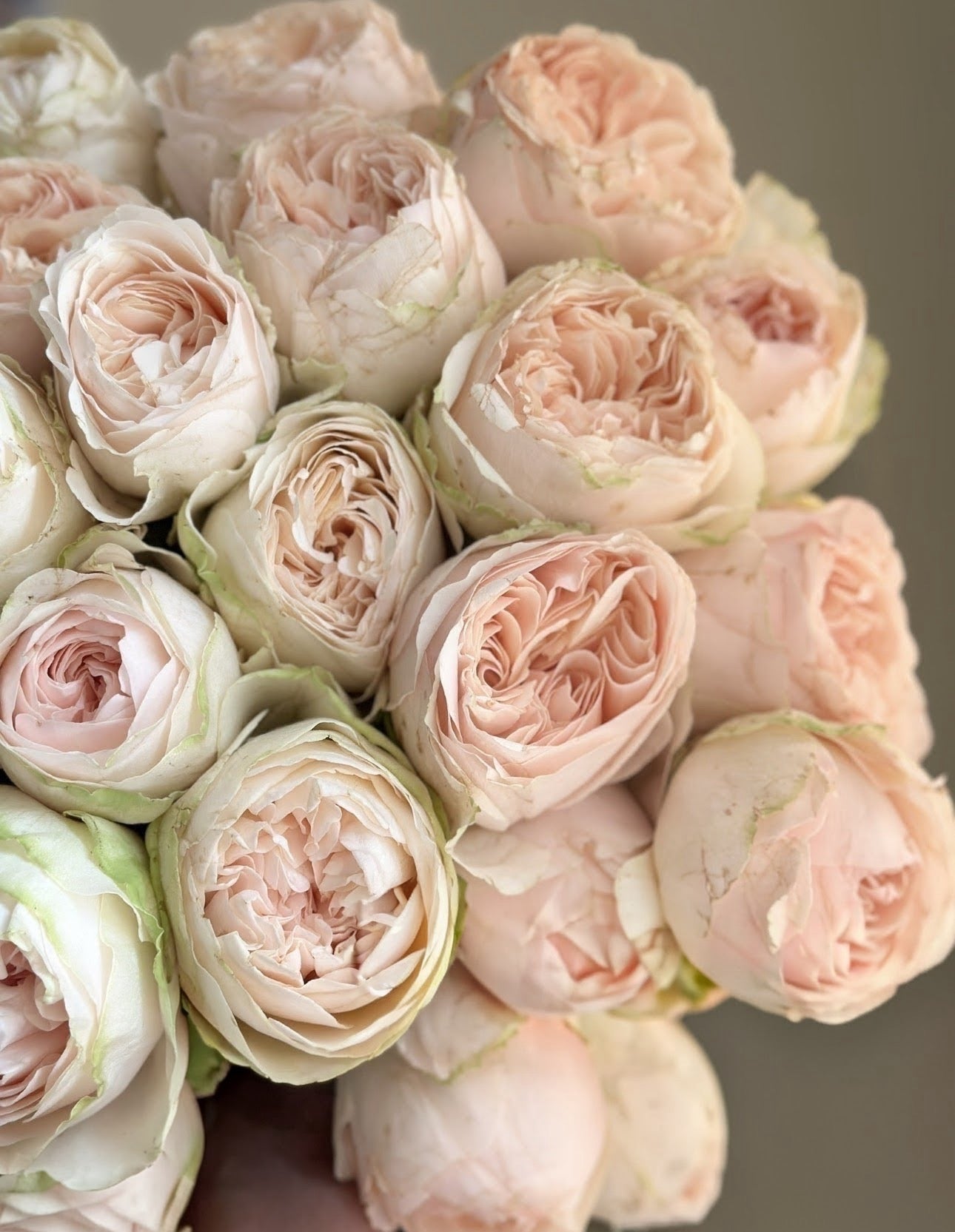 Rose Unforgetable 6inch  size