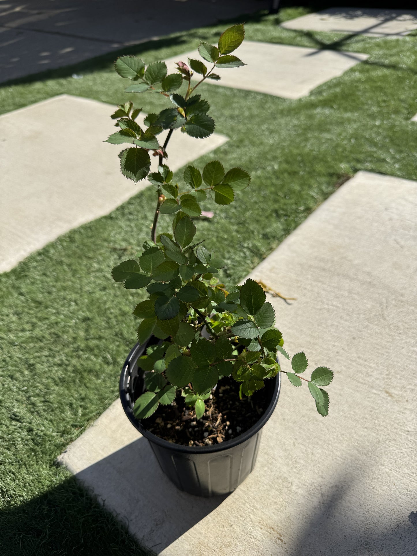 Rose Free Spirit 1 Gallon size  own root