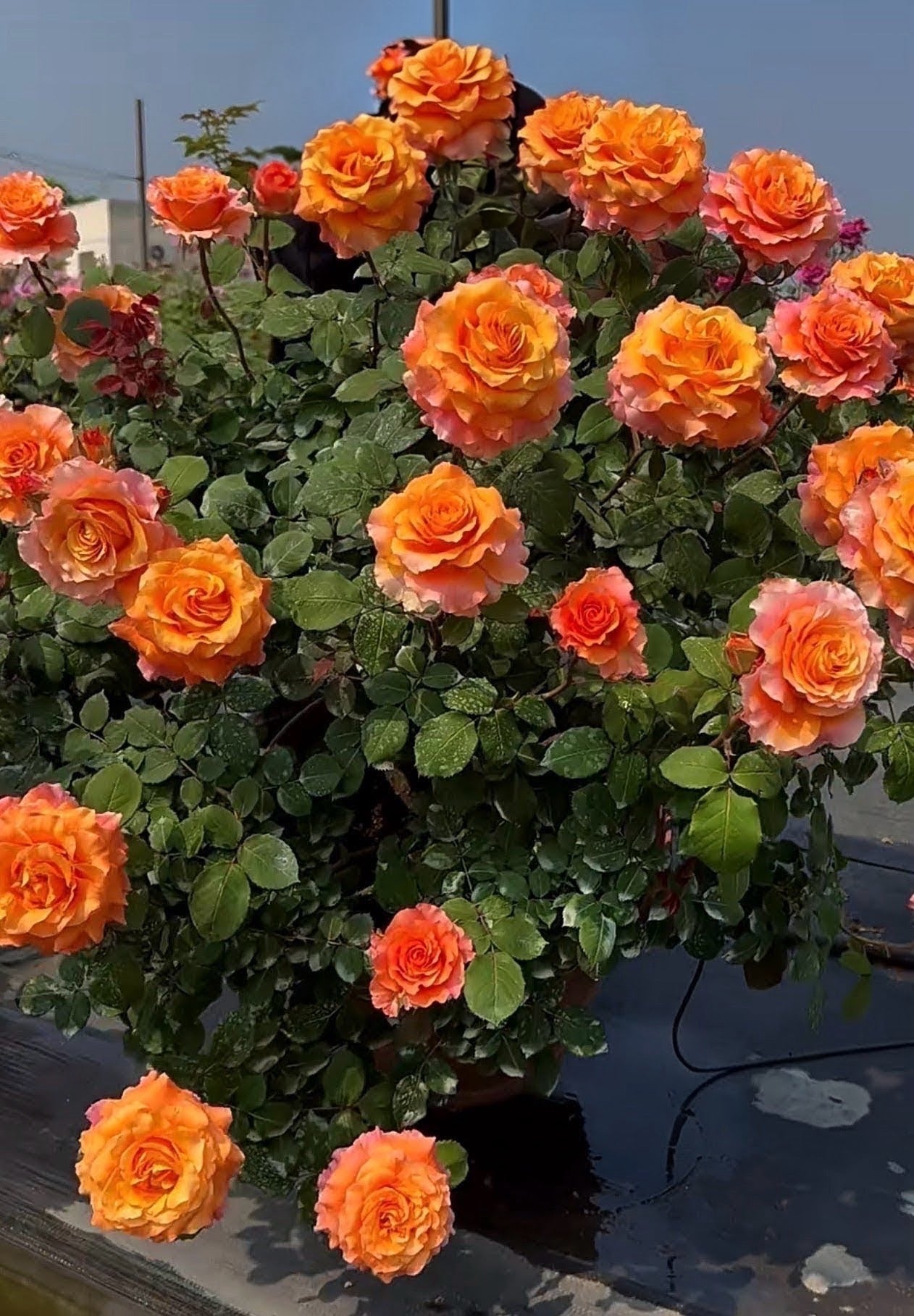 Rose Free Spirit 1 Gallon size  own root