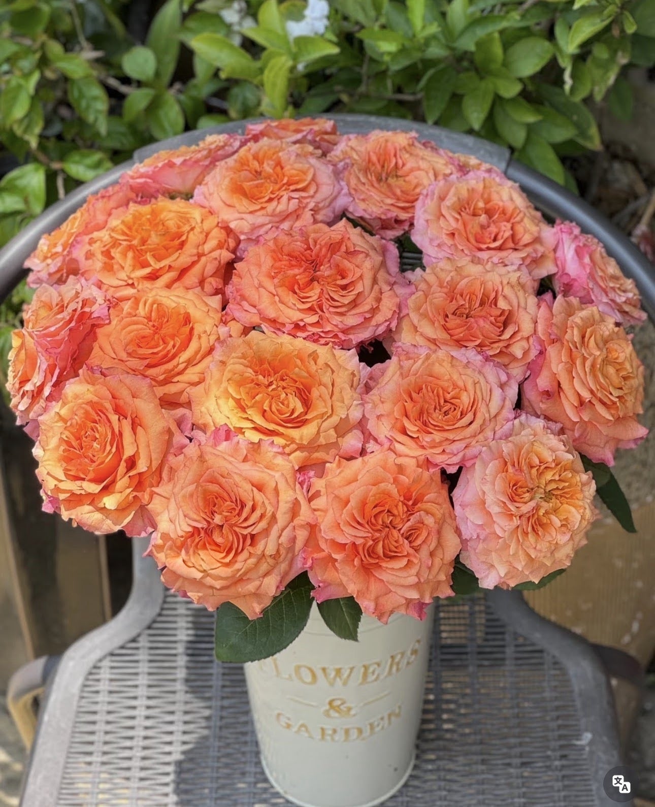 Rose Free Spirit 1 Gallon size  own root
