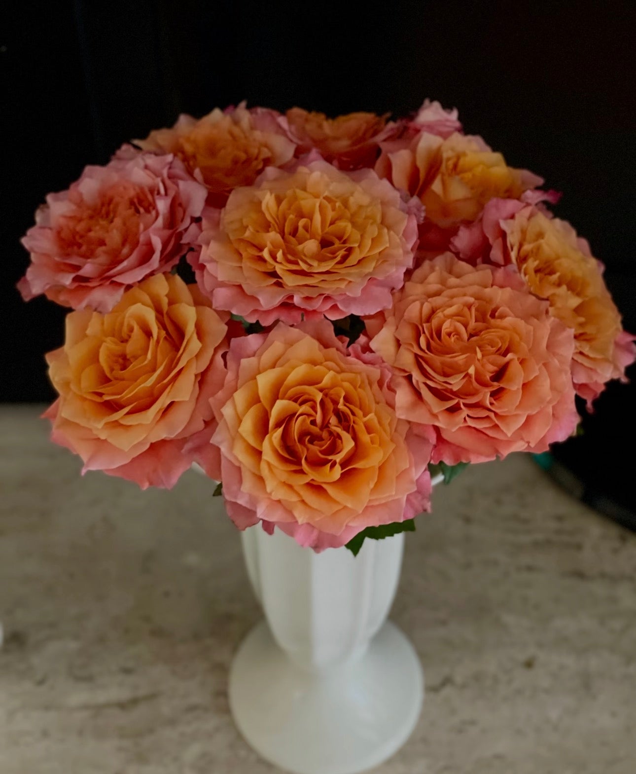Rose Free Spirit 1 Gallon size  own root