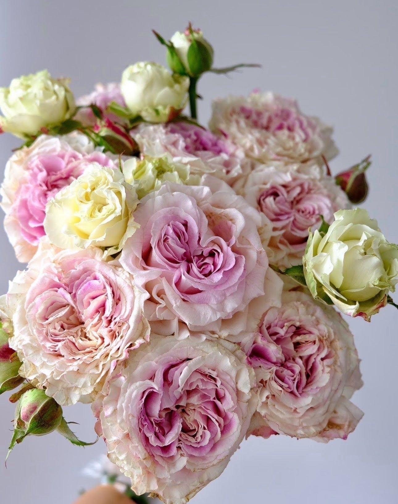 Rose Dolce Summerhouse 恋恋琴声 1 Gallon size