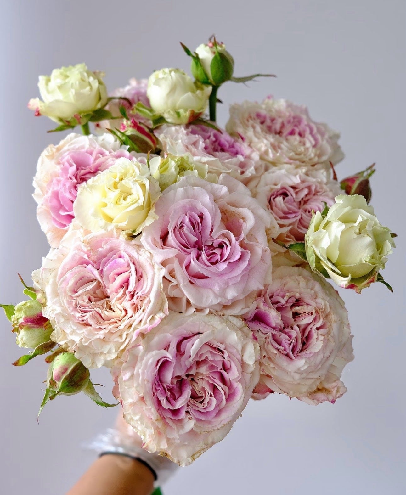 Rose Dolce Summerhouse 恋恋琴声 1 Gallon size