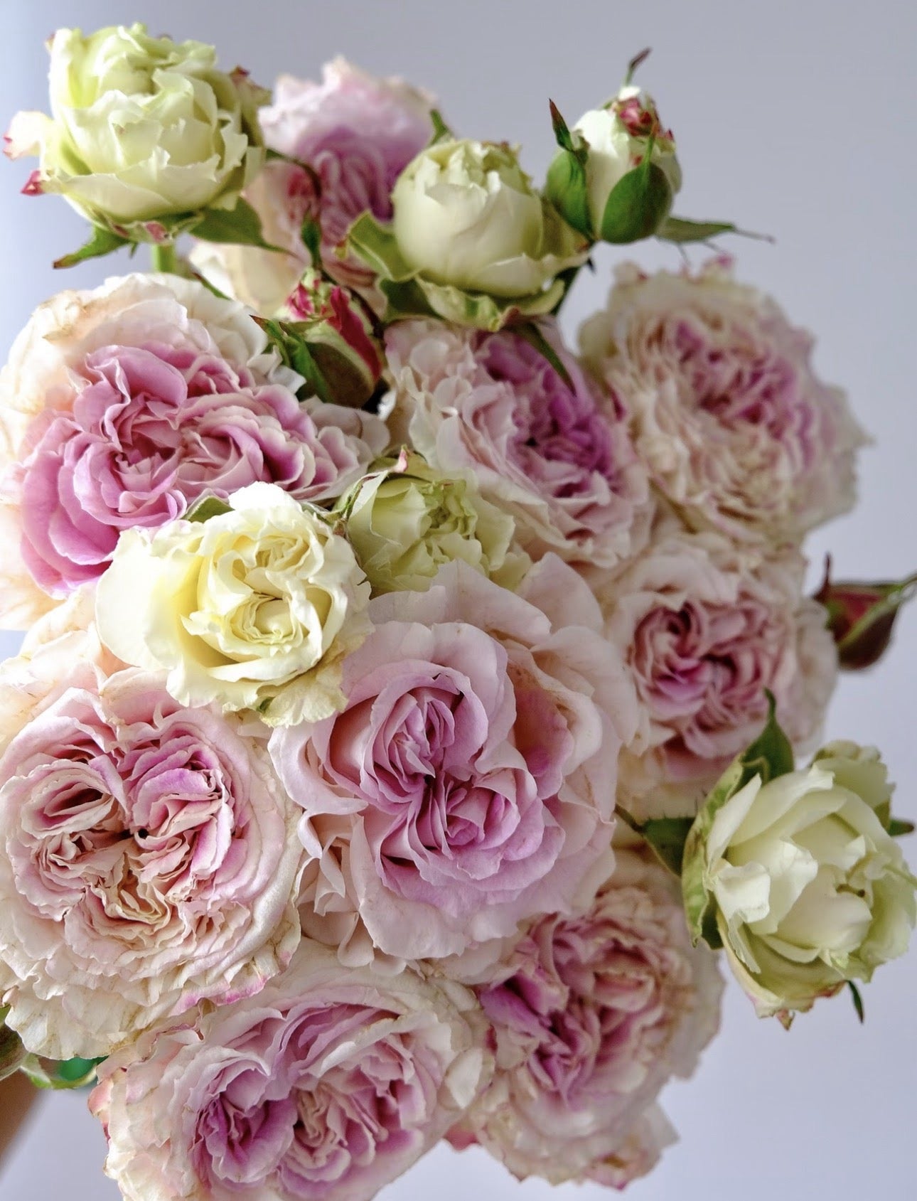 Rose Dolce Summerhouse 恋恋琴声 1 Gallon size