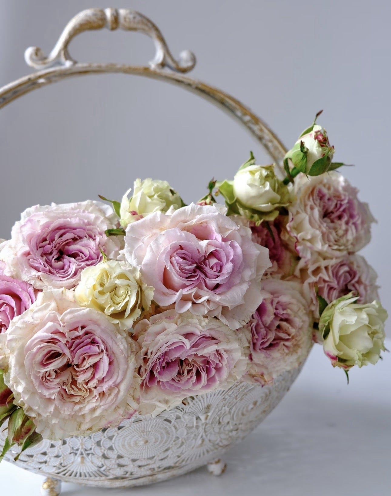 Rose Dolce Summerhouse 恋恋琴声 1 Gallon size