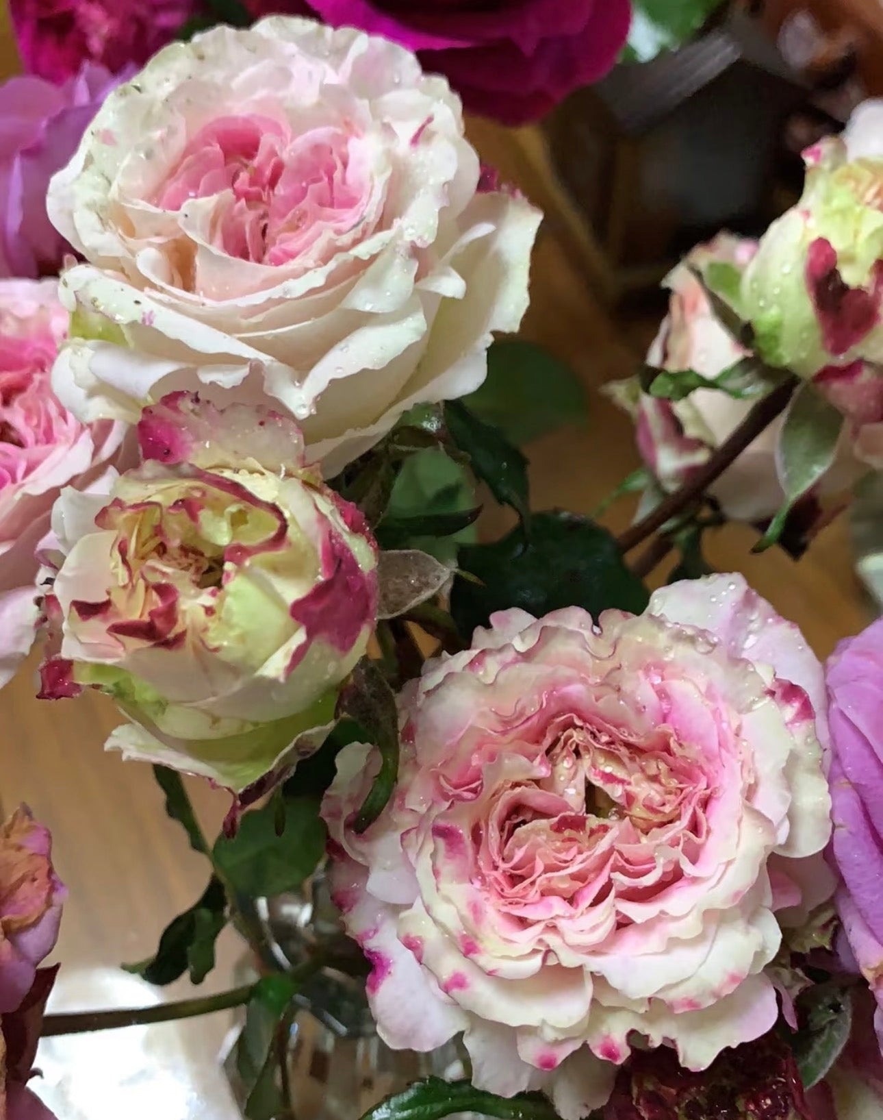 Rose Dolce Summerhouse 恋恋琴声 1 Gallon size