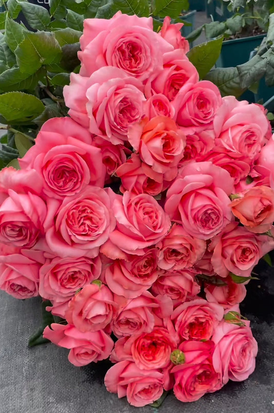 Pre-Order Rose London Eyes 1 Gallon Grafted