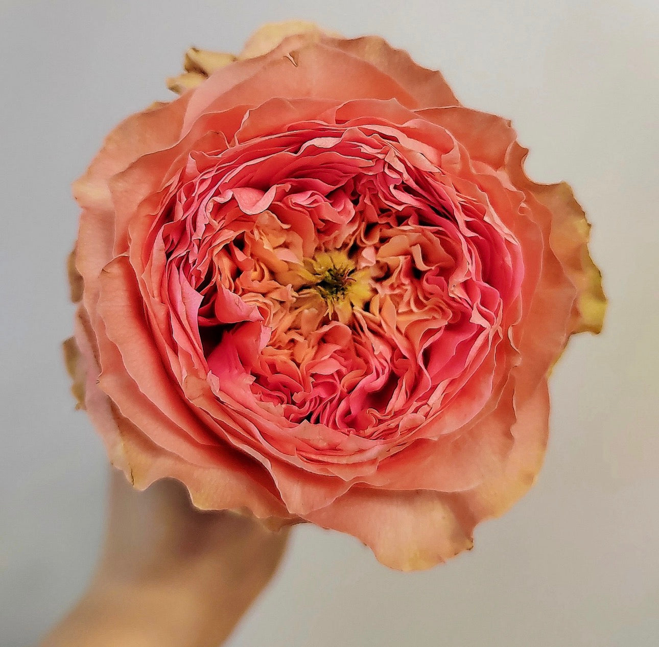 Pre-Order Rose Sweet Harper 甜蜜哈珀 6inch own root