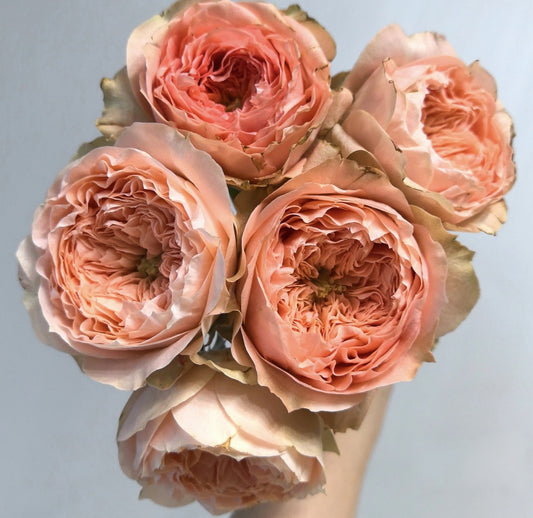 Pre-Order Rose Sweet Harper 甜蜜哈珀 6inch own root