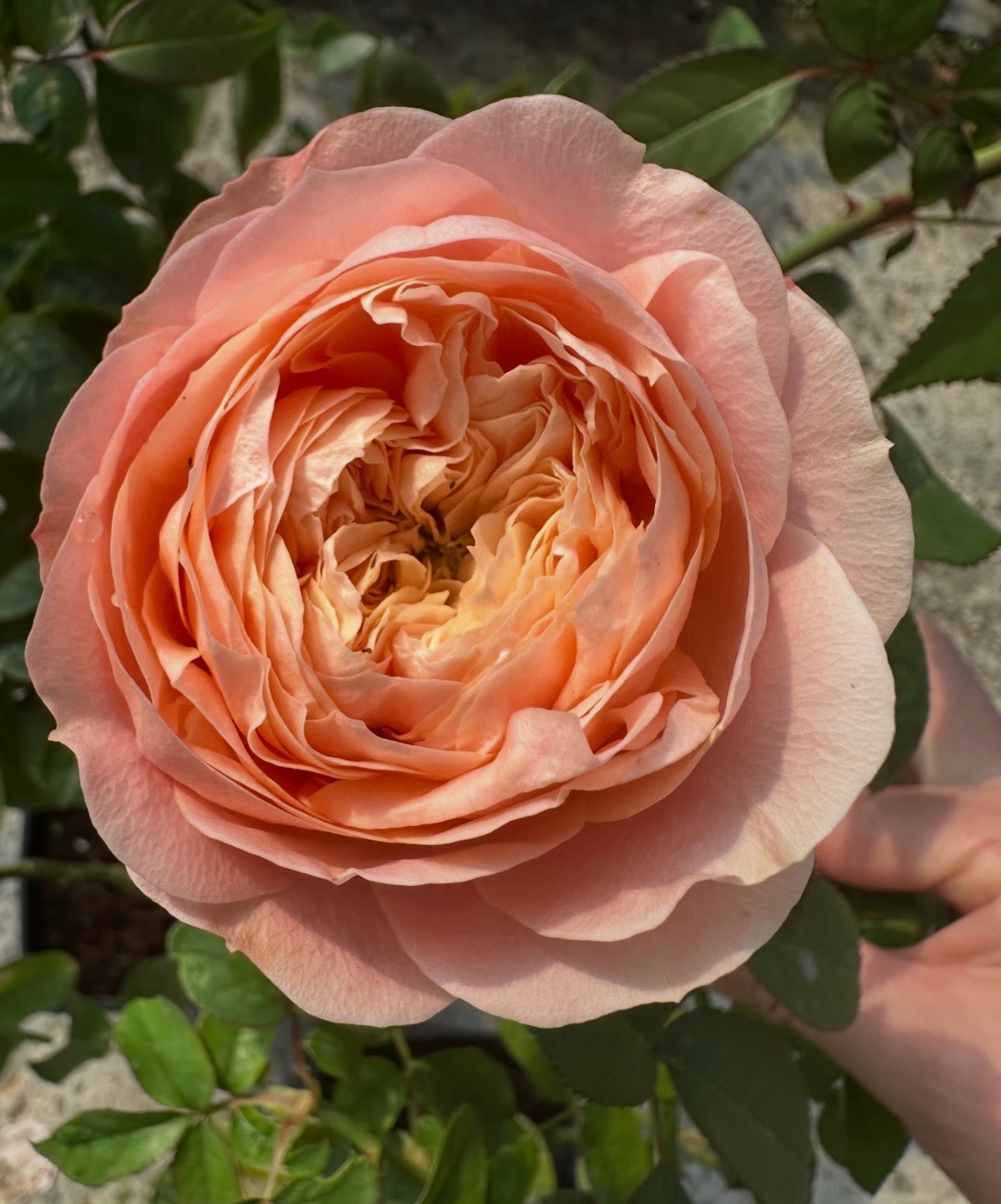 Pre-Order Rose Sweet Harper 甜蜜哈珀 6inch own root